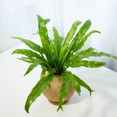 細葉山蘇 手作植栽苔球4