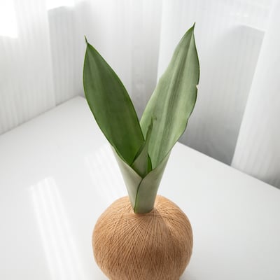 銀后虎尾蘭 手作植栽苔球3