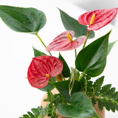 火鶴花 手作組合植栽苔球3