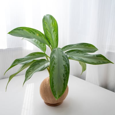 美少女粗肋草 手作植栽苔球5