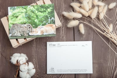 兔子攝影明信片- 《親親》1