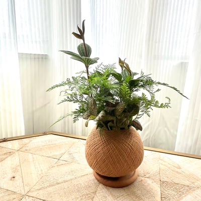 兔腳蕨手作組合植栽苔球6