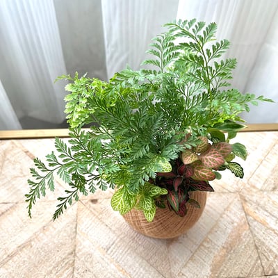 兔腳蕨 手作組合植栽苔球6