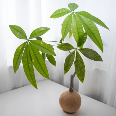 馬拉巴栗 / 發財樹 手作植栽苔球5