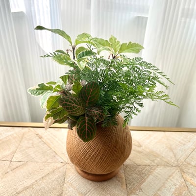 斑葉黃金萬兩 手作組合植栽苔球7