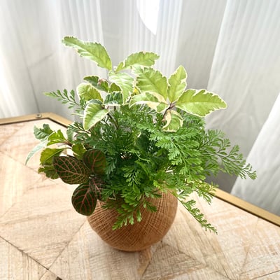 斑葉黃金萬兩 手作組合植栽苔球2