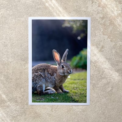 攝影藝術微噴原作 - 《沐浴晨光》 1/501