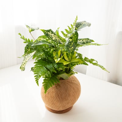 星點木 手作組合植栽苔球5