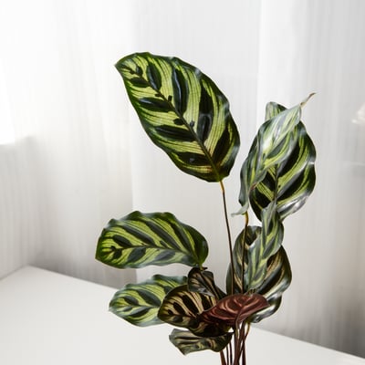 孔雀竹芋 手作植栽苔球3