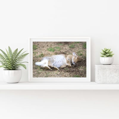 攝影藝術微噴原作 - 《甜夢》1