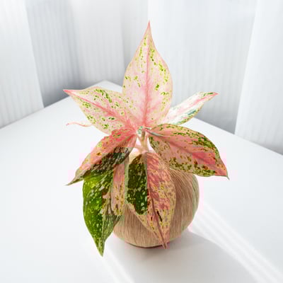 彩雲粗肋草 手作植栽苔球2