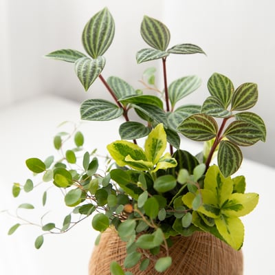 鐵線藤 手作組合植栽苔球2