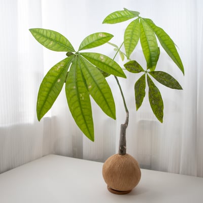 馬拉巴栗 / 發財樹 手作植栽苔球4