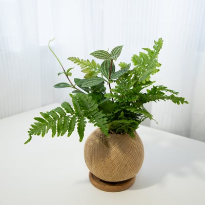 彩虹蕨 手作組合植栽苔球5