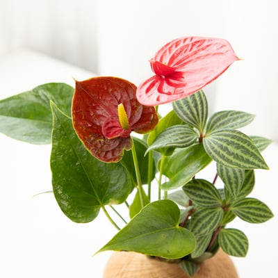 花中花火鶴 手作組合植栽苔球2