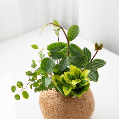 多葉蘭 手作組合植栽苔球2