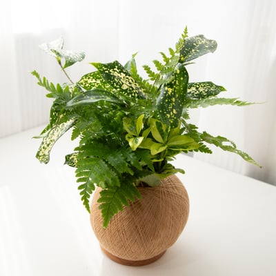 星點木 手作組合植栽苔球4