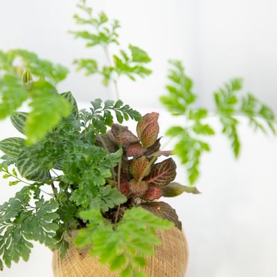 骨碎補 手作組合植栽苔球2