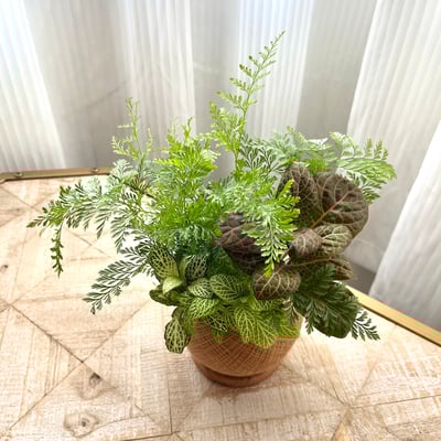 兔腳蕨 手作組合植栽苔球2