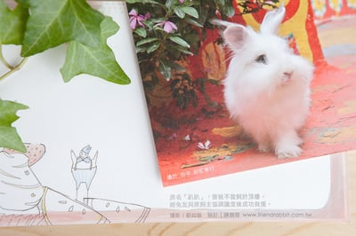 兔子攝影插畫明信片 - 《魔幻之旅》4