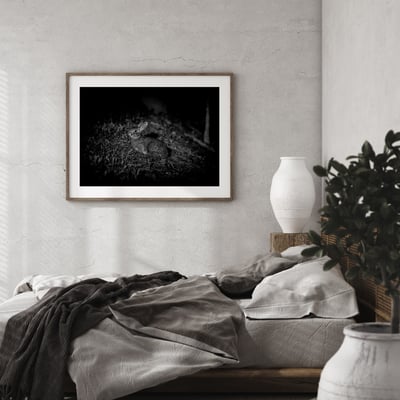 攝影藝術微噴原作 - 《台灣野兔01》6