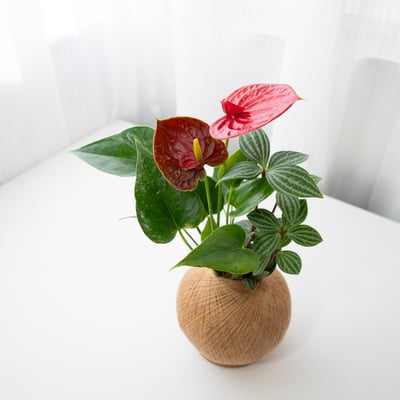 花中花火鶴 手作組合植栽苔球3