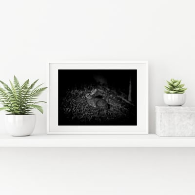 攝影藝術微噴原作 - 《台灣野兔01》2