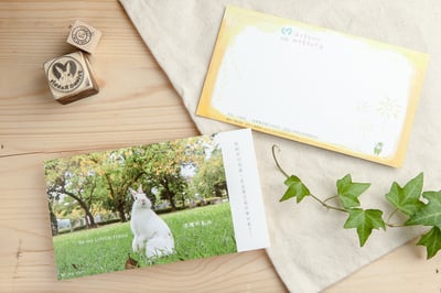 兔子攝影插畫明信片 - 《燦爛的喜悅》1