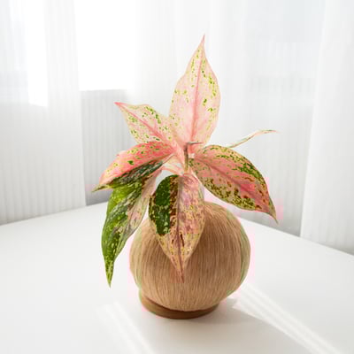 彩雲粗肋草 手作植栽苔球4