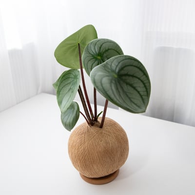 大西瓜皮椒草 手作植栽苔球3