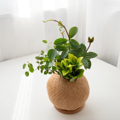 多葉蘭 手作組合植栽苔球3