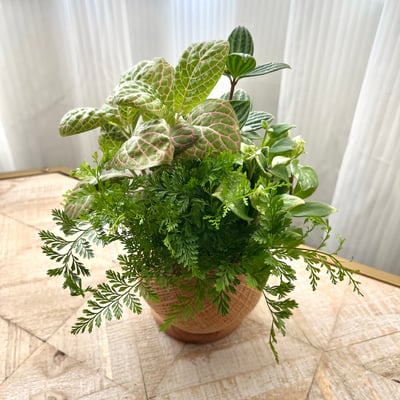 兔腳蕨 手作組合植栽苔球6