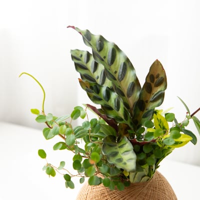 貓眼竹芋 手作組合植栽苔球2