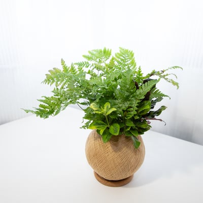 彩虹蕨 手作組合植栽苔球5