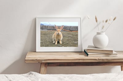 攝影藝術微噴原作 - 《海邊的兔子》4