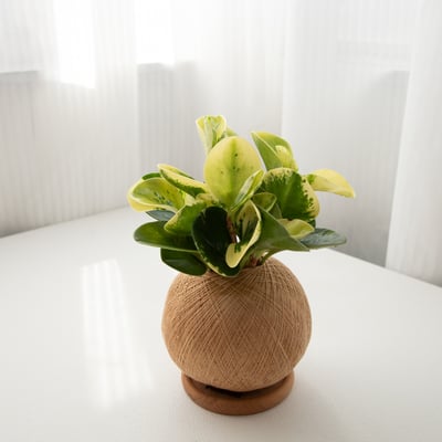 斑葉圓椒草 手作植栽苔球4