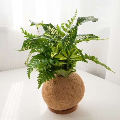 星點木 手作組合植栽苔球1