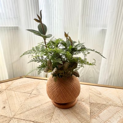 兔腳蕨手作組合植栽苔球1