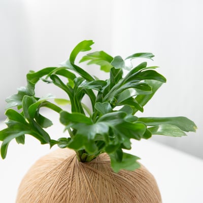 爆炸頭山蘇 手作植栽苔球3