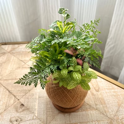 兔腳蕨 手作組合植栽苔球5