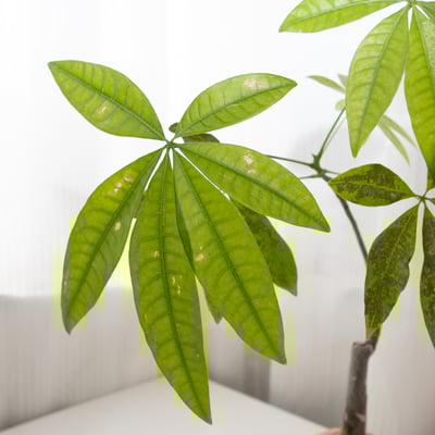 馬拉巴栗 / 發財樹 手作植栽苔球2