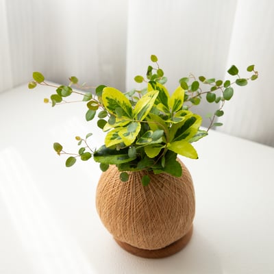 征木 手作組合植栽苔球1