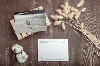 兔子攝影明信片- 《獨舞》1