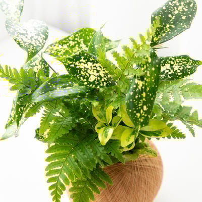 星點木 手作組合植栽苔球2