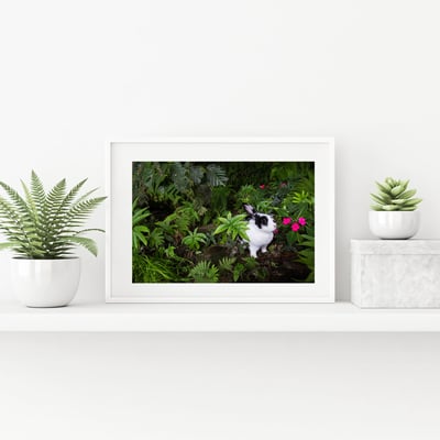 攝影藝術微噴原作 - 《絕美叢林》1