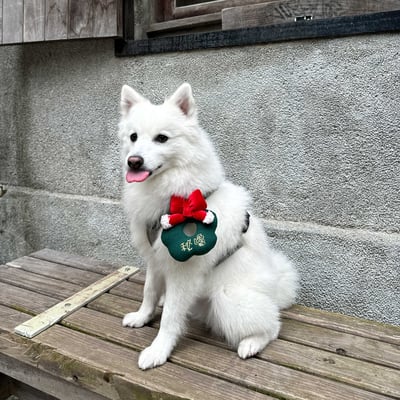 ꒰ 2024聖誕限定 ꒱4