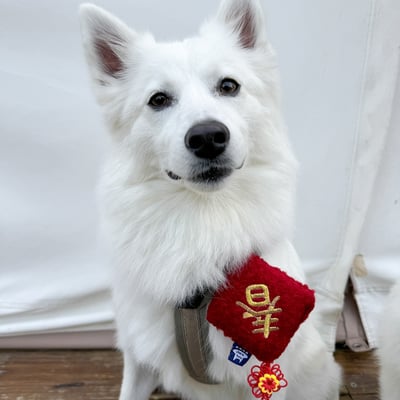 ꒰ 2025新年限定 ꒱4