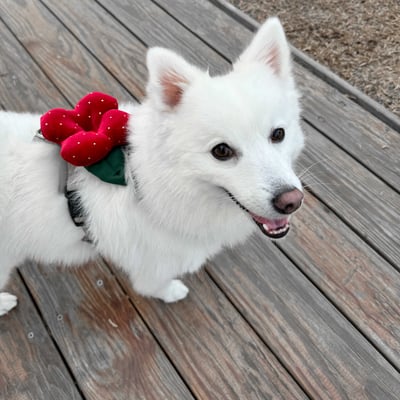 ꒰ 2025新年限定 ꒱5