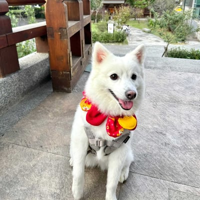 ꒰ 2024新年限定 ꒱5