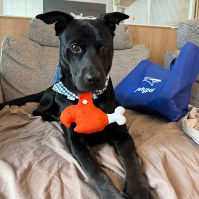 ꒰ 咬一口雞腿 ꒱3